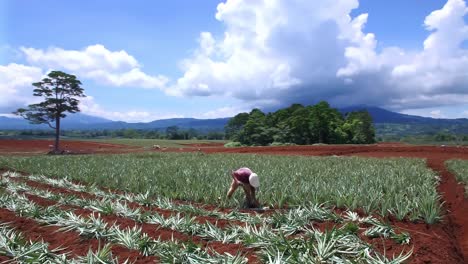 Aerial-drone-orbiting-around-worker-in-pineapple-fields,-Upala-in-Costa-Rica