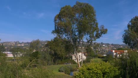 Eucalyptus-tree-being-cut-down-to-prevent-storm-and-fire-danger-in-Southern-California,-Follow-shot-with-ambient-audio