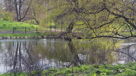 Una-Toma-Que-Captura-La-Atmósfera-De-Un-Estanque-En-Kungsparken,-Rodeado-De-Exuberante-Vegetación,-Que-Ofrece-Un-Ambiente-Sereno-Y-Relajante