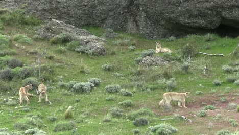 Cachorros-De-Puma-Jugando-En-La-Pradera,-Corriendo,-Mirando-Y-Luchando---Plano-General