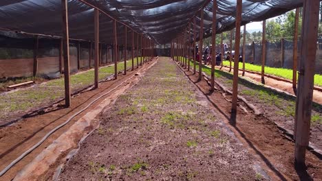 Drone-traveling-inside-a-greenhouse