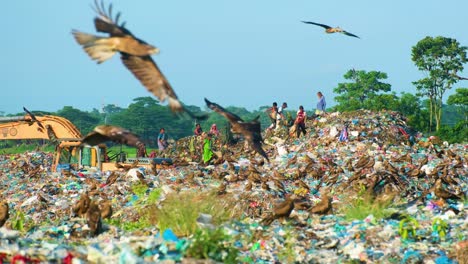 The-Scene-of-Black-Kite-Birds-and-people-Scavenging-at-the-Landfill-Site---Wide-Shot