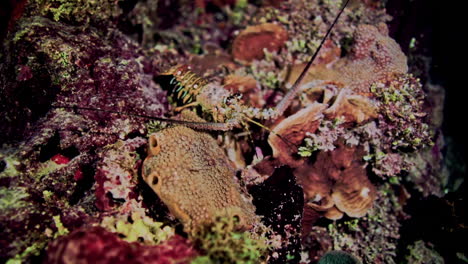 Close-up-of-Caribbean-Spiny-Lobster-walking-over-coral-reef-at-night