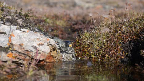 Süßwasserbach,-Fließendes-Wasser-Aus-Einer-Bergquelle-An-Einem-Sonnigen-Tag