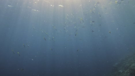 A-school-of-Fusiliers-swims-gracefully-under-the-sea-surface