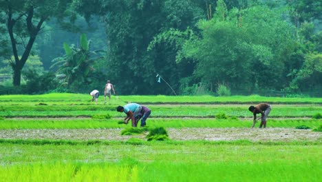 Group-of-farmers-planting-paddy-or-rice-seedlings-by-hand-in-lush-green-field,-Bangladesh---Asia