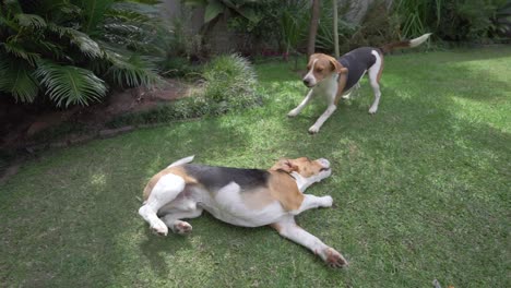 Junge-Beagle-Hunde-Spielen-In-Zeitlupe-Im-Garten-Eines-Vorstadthauses