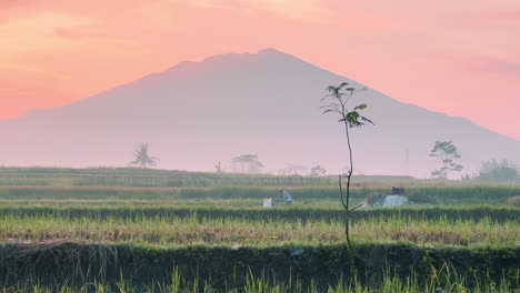 Ein-Indonesischer-Bauer-Arbeitet-Während-Eines-Orangefarbenen-Sonnenaufgangs-Auf-Einem-Riesigen-Reisfeld