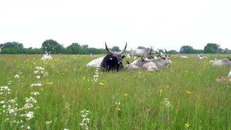 Hungarian-Grey-Cows-and-black-bull-resting-in-grassy-field,-Bugacpuszta,-Hungary