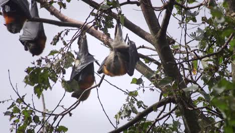 Bats-During-Daytime-Hanging-From-Tree-Grooming-Australia-Gippsland-Victoria-Maffra-Close-Up