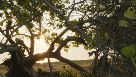 Heiterer-Sonnenaufgang-über-Einem-Strand-Im-Süden-Kubas,-Umspült-Vom-Warmen-Karibischen-Wasser