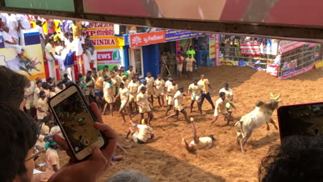 Jallikattu,-a-bull-festival-in-India