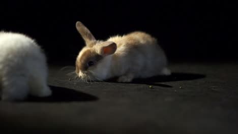 Two-Adorable-Baby-Rabbits-Roaming-at-Black-Background,-Closeup-Studio-Shot