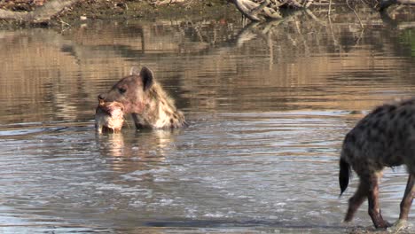 Nahaufnahme-Einer-Tüpfelhyäne,-Die-Sich-Im-Wasser-Abkühlt