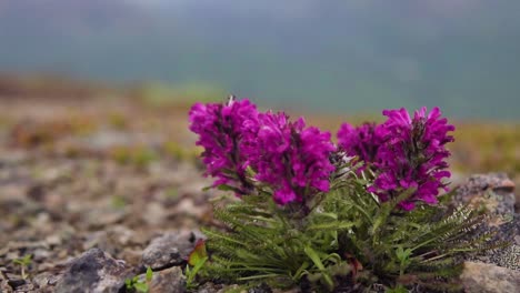 Roter-Labrador-Schnuppert-Bergblumen-In-Alaska