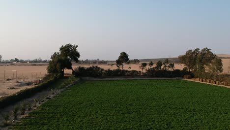 Aerial-Footage-of-Basil-field-crop-zoomed-into-dunes