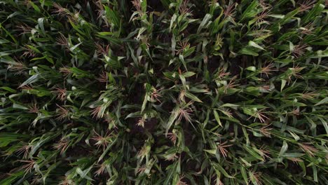 AERIAL-VIEW-OF-CORN-HARVEST-IN-THE-SOWING-FIELD,-ARGENTINA