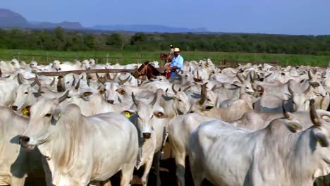 Vaqueros-En-Brasil-Pastoreando-Vacas-Nelore-Blancas-En-Un-Rancho-De-Carne