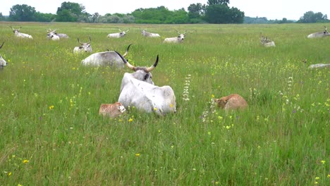 Hungarian-Grey-cow-and-two-calves-resting-in-grassy-field-along-with-other-cattle