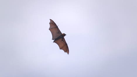 Fledermaus-Fliegt-Tagsüber-Australien-Gippsland-Victoria-Maffra