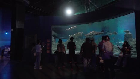 Aquarium-interior-in-Puebla