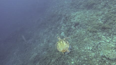 A-majestic-hawksbill-sea-turtle-glides-gracefully-through-the-clear-blue-waters-off-Raja-Ampat,-Indonesia