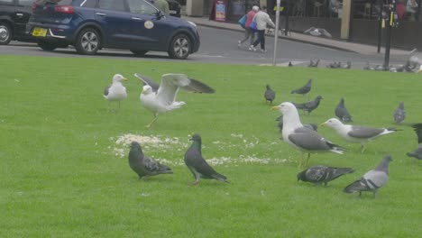 City-centre,-transport,-people,-wildlife-birds-feed,-slow-motion