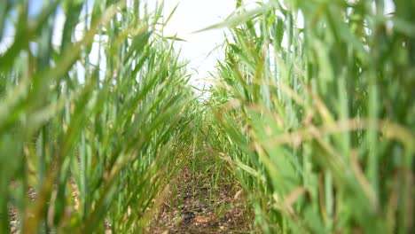 Una-Granja-De-Trigo-Con-Un-Cautivador-Plano-Inverso