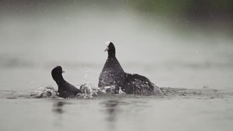 Two-coots-engage-in-a-territorial-fight-on-a-calm-lake,-creating-splashes-and-ripples-on-the-water-surface