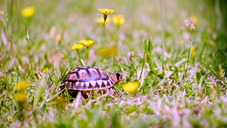 Tiny-Angulate-tortoise-with-distinctive-variable-shell-walks-on-grass,-closeup