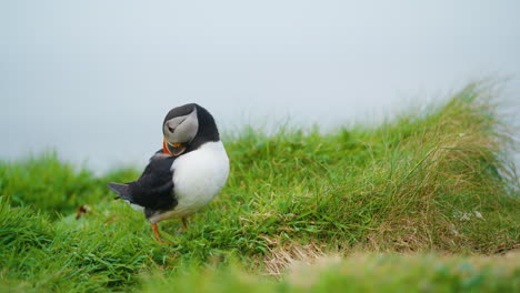 Papageitaucher-Putzen-Auf-Grasbewachsenen-Klippen,-Lunga-Island,-Schottland