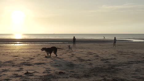 Gente-Jugando-Con-Perros-En-La-Playa-Y-Lanzando-Una-Pelota-En-Cámara-Lenta