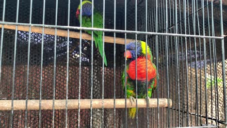 Lori's-birds-are-seen-sitting-on-a-branch-of-a-tree-inside-a-large-cage