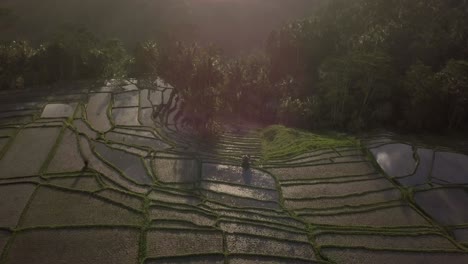 Antenne:-Reisterrassen-In-Ubud-Bali