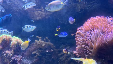 Pacific-Coral-Reef-Fish-Exhibit-At-The-Aquarium-Of-The-Pacific,-Long-Beach,-California