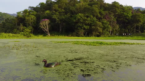 Vista-Aérea-De-Los-Humedales-De-La-Reserva-Ecológica-De-La-Asociación-De-ONG-Ambientales-De-Guapiaçu---Regua,-En-Río-De-Janeiro,-Brasil.