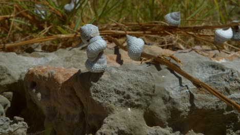 Coastal-Cuban-snails:-some-solitary,-others-intertwined-on-a-rock