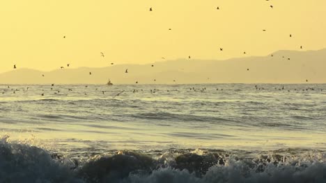 Gaviotas-Volando-Sobre-Algunos-Surfistas-En-La-Hora-Dorada