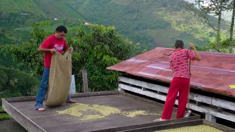 Father-and-son-collecting-dried-coffee-beans-in-Valparaíso-Colombia