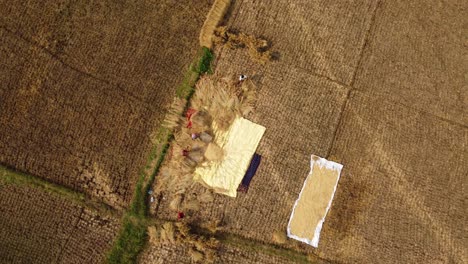 El-Arroz-De-Boro-Se-Cultiva-En-Grandes-Cantidades-En-Los-Países-Asiáticos-De-Verano