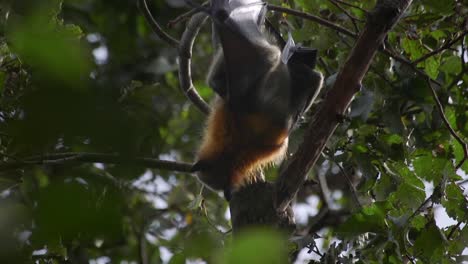 Fledermaus-Klettert-Tagsüber-An-Einem-Ast-Entlang,-Australien,-Gippsland,-Victoria