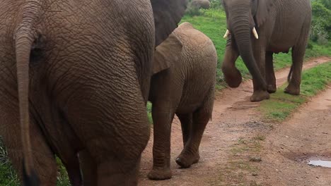 Afrikanischer-Elefantenbaby-Frisst-Blätter-Am-Straßenrand-Im-Kariega-Wildreservat