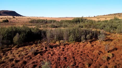 Vista-Aérea-De-Las-Copas-De-Los-árboles-De-Un-Matorral-De-Bosque-Mixto.