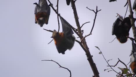 Bats-Hanging-From-Tree-Biting-Eachother-Australia-Gippsland-Victoria-Maffra-Daytime