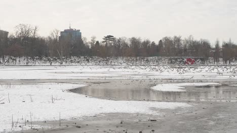 Schwarm-Möwen-Und-Vögel-Fliegen-über-Den-Zugefrorenen-See