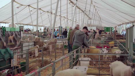 People-And-Animals-In-The-Tent-During-The-Royal-Cornwall-Show-2019-In-Wadebridge,-Cornwall,-UK---long-shot