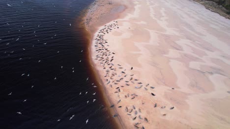 Aves-Y-Focas-Junto-A-La-Playa-En-Findhorn,-Escocia---Toma-Aérea-De-Drones