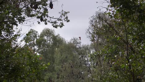 Fledermäuse-Im-Wald-Fliegen-Und-Schlafen-Australien-Gippsland-Victoria-Maffra-Tagsüber