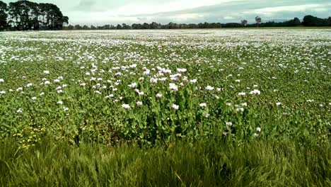 Campos-De-Amapolas-De-Tasmania-Al-Costado-De-La-Carretera