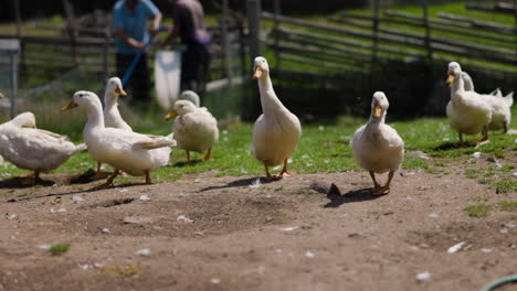 Ducks-walking-in-paddock-on-sunny-summer-day-in-Sweden